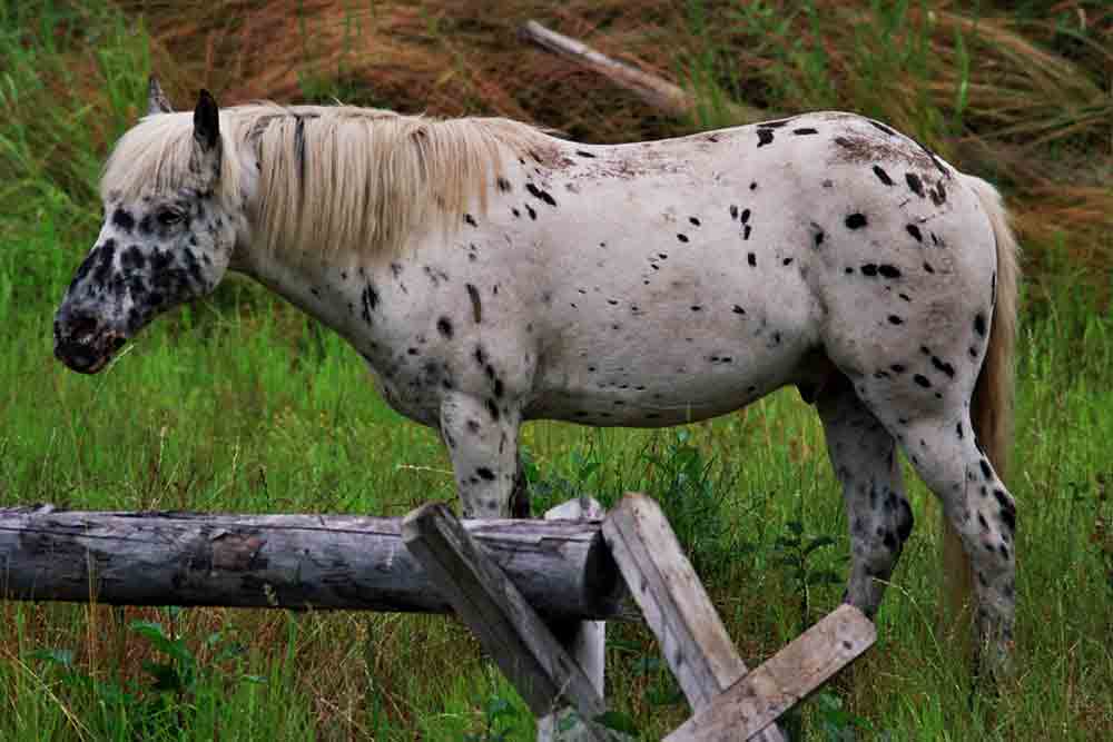 Caballo - EEUU.jpg
